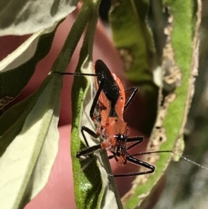 Gminatus australis at Bungonia, NSW - 31 Oct 2021