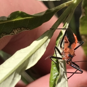 Gminatus australis at Bungonia, NSW - 31 Oct 2021