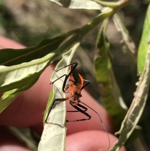 Gminatus australis at Bungonia, NSW - 31 Oct 2021