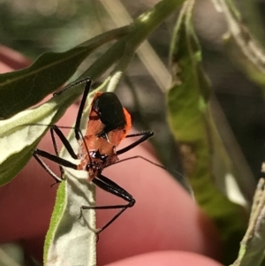 Gminatus australis at Bungonia, NSW - 31 Oct 2021