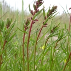 Haloragis heterophylla (Variable Raspwort) at Monash, ACT - 3 Nov 2021 by JanetRussell