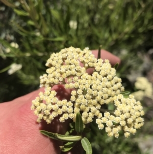 Ozothamnus argophyllus at Bungonia, NSW - 31 Oct 2021