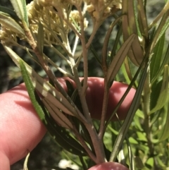 Ozothamnus argophyllus at Bungonia, NSW - 31 Oct 2021