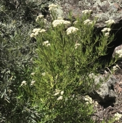 Ozothamnus argophyllus at Bungonia, NSW - 31 Oct 2021