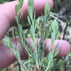 Brachyloma daphnoides (Daphne Heath) at Bungonia State Conservation Area - 31 Oct 2021 by Tapirlord