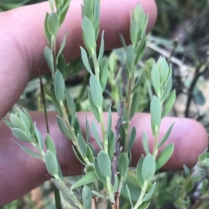 Brachyloma daphnoides at Bungonia, NSW - 31 Oct 2021 03:05 PM