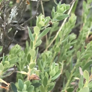 Brachyloma daphnoides at Bungonia, NSW - 31 Oct 2021