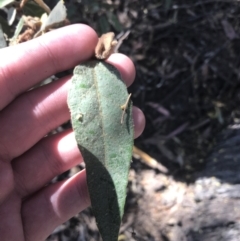 Lasiopetalum macrophyllum (Shrubby Velvet-Bush) at Bungonia National Park - 31 Oct 2021 by Tapirlord