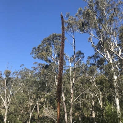 Xanthorrhoea glauca subsp. angustifolia (Grey Grass-tree) - 1 Jan 1900 by Tapirlord