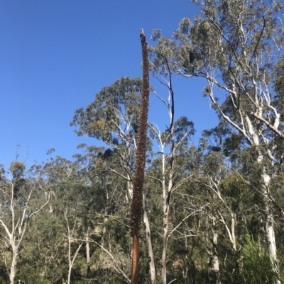 Xanthorrhoea glauca subsp. angustifolia (Grey Grass-tree) at Bungonia, NSW - 31 Oct 2021 by Tapirlord