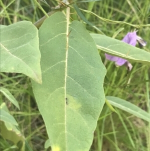 Solanum celatum at Bungonia, NSW - 31 Oct 2021