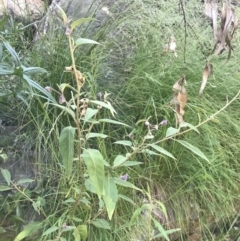 Solanum celatum at Bungonia, NSW - 31 Oct 2021