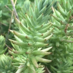 Sedum sediforme (Pale Stonecrop) at O'Connor, ACT - 2 Nov 2021 by Tapirlord