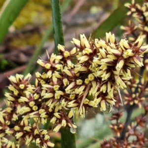 Lomandra longifolia at Isaacs, ACT - 5 Nov 2021 04:39 PM