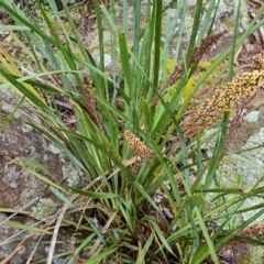 Lomandra longifolia at Isaacs, ACT - 5 Nov 2021 04:39 PM