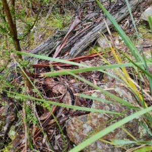 Lomandra longifolia at Isaacs, ACT - 5 Nov 2021