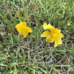 Goodenia pinnatifida (Scrambled Eggs) at Murrumbateman, NSW - 5 Nov 2021 by SimoneC