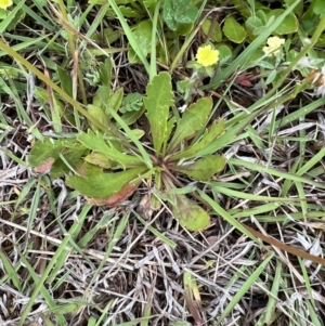 Goodenia pinnatifida at Murrumbateman, NSW - 5 Nov 2021