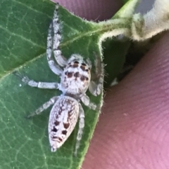 Opisthoncus grassator (Jumping spider) at Hughes, ACT - 2 Nov 2021 by Tapirlord