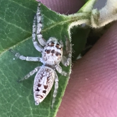 Opisthoncus grassator (Jumping spider) at Hughes, ACT - 2 Nov 2021 by Tapirlord