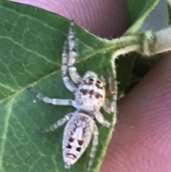 Opisthoncus grassator at Hughes, ACT - 2 Nov 2021 06:46 PM