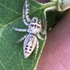 Opisthoncus grassator at Hughes, ACT - 2 Nov 2021 06:46 PM