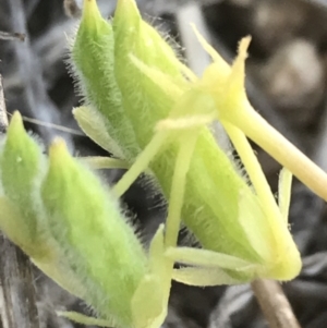 Oxalis thompsoniae at Hughes, ACT - 2 Nov 2021