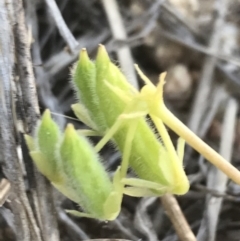 Oxalis thompsoniae at Hughes, ACT - 2 Nov 2021 06:54 PM