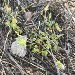 Oxalis thompsoniae at Hughes, ACT - 2 Nov 2021