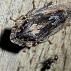Stenocotis sp. (genus) (A Leafhopper) at Jerrabomberra, NSW - 5 Nov 2021 by SteveBorkowskis