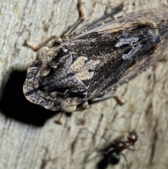 Stenocotis sp. (genus) (A Leafhopper) at Jerrabomberra, NSW - 5 Nov 2021 by Steve_Bok