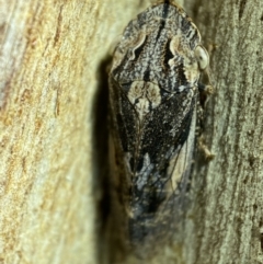 Stenocotis sp. (genus) at Jerrabomberra, NSW - 5 Nov 2021