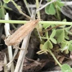 Oxalis thompsoniae at Garran, ACT - 2 Nov 2021 07:01 PM