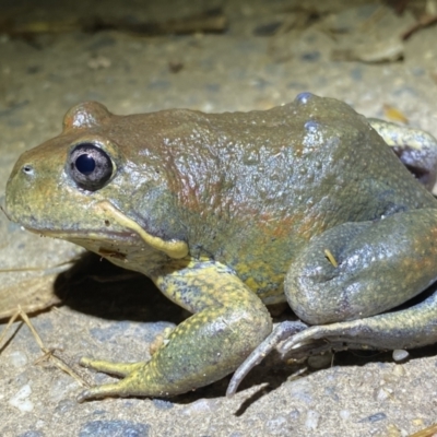 Limnodynastes dumerilii (Eastern Banjo Frog) at Jerrabomberra, NSW - 5 Nov 2021 by SteveBorkowskis
