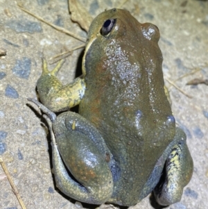 Limnodynastes dumerilii at Jerrabomberra, NSW - 5 Nov 2021 10:38 PM