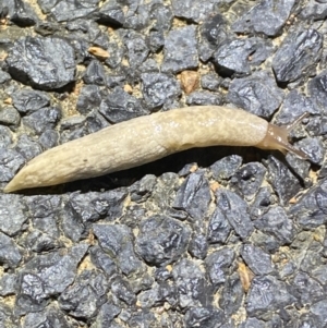 Deroceras reticulatum at Jerrabomberra, NSW - 5 Nov 2021