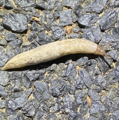 Deroceras reticulatum (Grey Field Slug) at Jerrabomberra, NSW - 5 Nov 2021 by SteveBorkowskis
