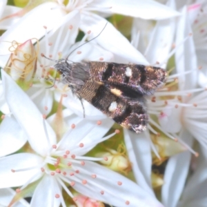 Petalanthes hexastera at Molonglo Valley, ACT - 3 Nov 2021 01:50 PM