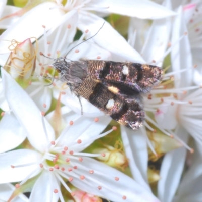 Petalanthes hexastera at Molonglo Valley, ACT - 3 Nov 2021 by Harrisi