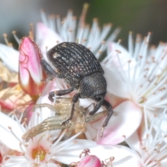 Melanterius sp. (genus) (Unidentified Melanterius weevil) at Molonglo Valley, ACT - 3 Nov 2021 by Harrisi