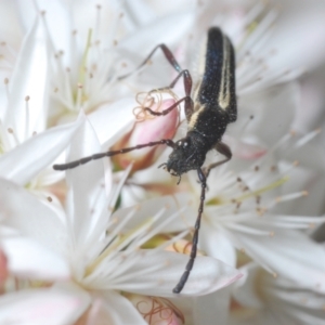 Titurius salebrosus at Molonglo Valley, ACT - 3 Nov 2021