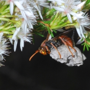 Polistes (Polistella) humilis at Molonglo Valley, ACT - 1 Nov 2021