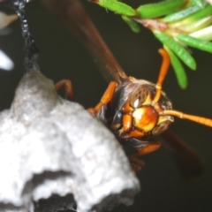 Polistes (Polistella) humilis at Molonglo Valley, ACT - 1 Nov 2021