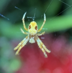 Araneus sp. (genus) (Orb weaver) at Jerrabomberra, NSW - 5 Nov 2021 by SteveBorkowskis