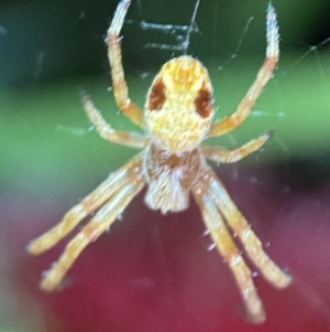 Araneus sp. (genus) at Jerrabomberra, NSW - 5 Nov 2021 11:04 PM