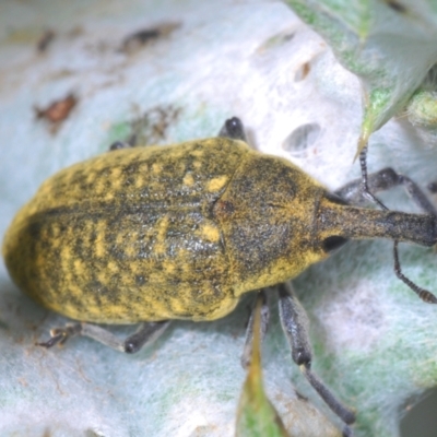 Larinus latus (Onopordum seed weevil) at Stromlo, ACT - 2 Nov 2021 by Harrisi