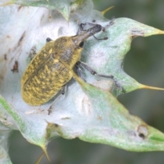 Larinus latus at Stromlo, ACT - 2 Nov 2021