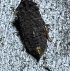 Cicadellidae (family) (Unidentified leafhopper) at Jerrabomberra, NSW - 5 Nov 2021 by Steve_Bok