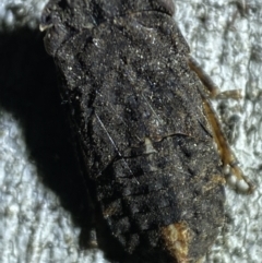 Cicadellidae (family) at Jerrabomberra, NSW - 5 Nov 2021