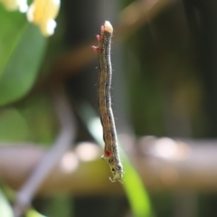 Chlenias (genus) (A looper moth) at Cook, ACT - 2 Nov 2021 by Tammy